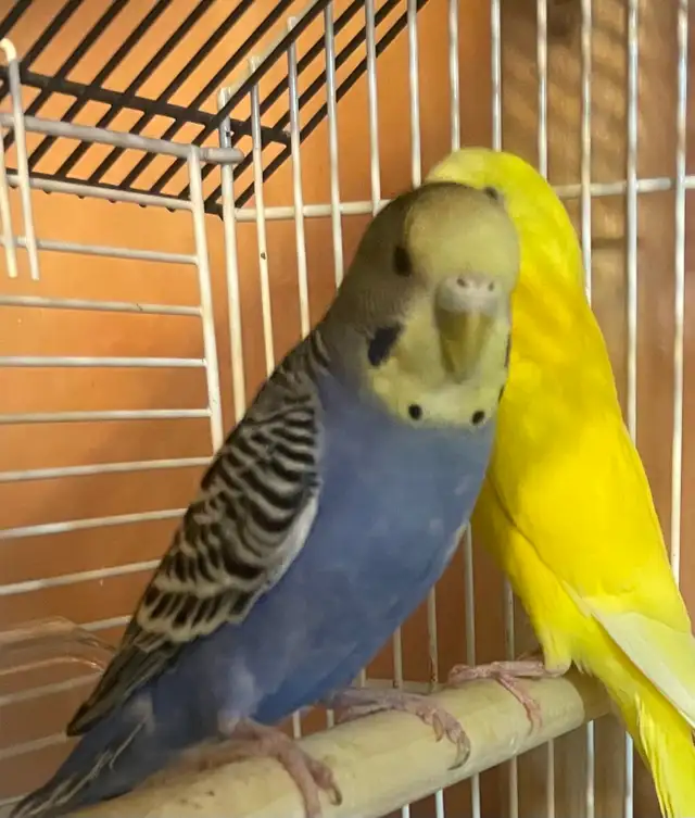 birds for Sale - Photo 4