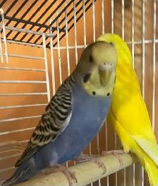 birds for Sale - Photo 4