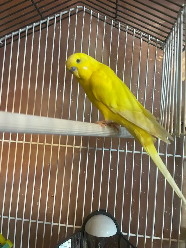 birds for Sale - Photo 5