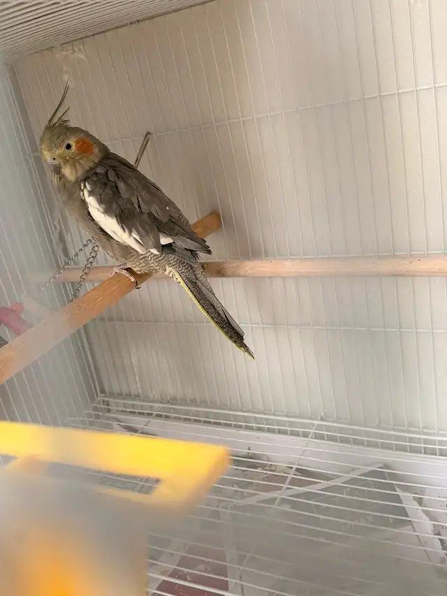 birds for Sale - Photo 6