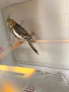 birds for Sale - Photo 6