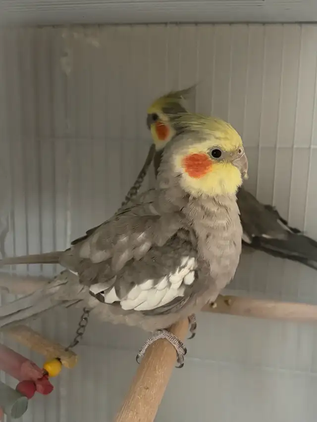 birds for Sale - Photo 7