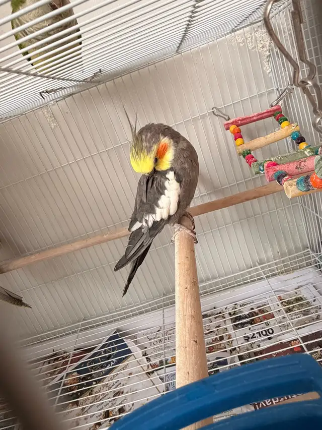 birds for Sale - Photo 8