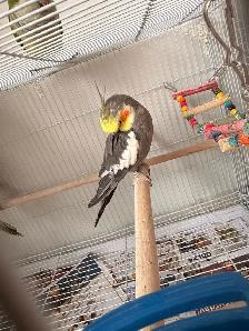 birds for Sale - Photo 8