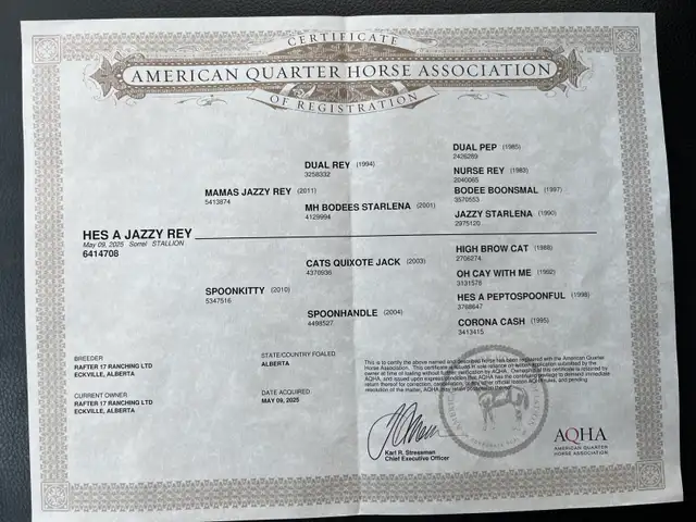 Well Bred 2025 Barrel/Roping Prospect