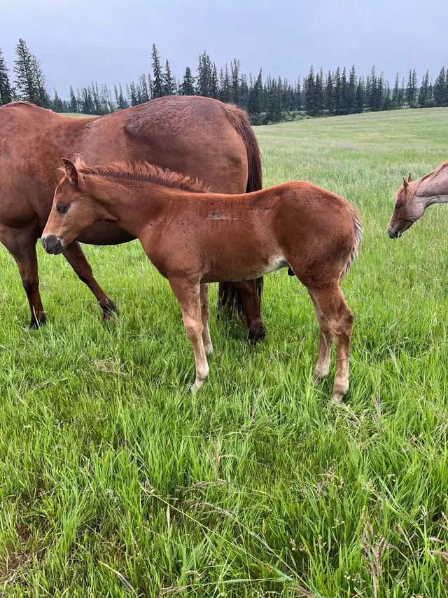 Well Bred 2025 Barrel/Roping Prospect - Photo 2