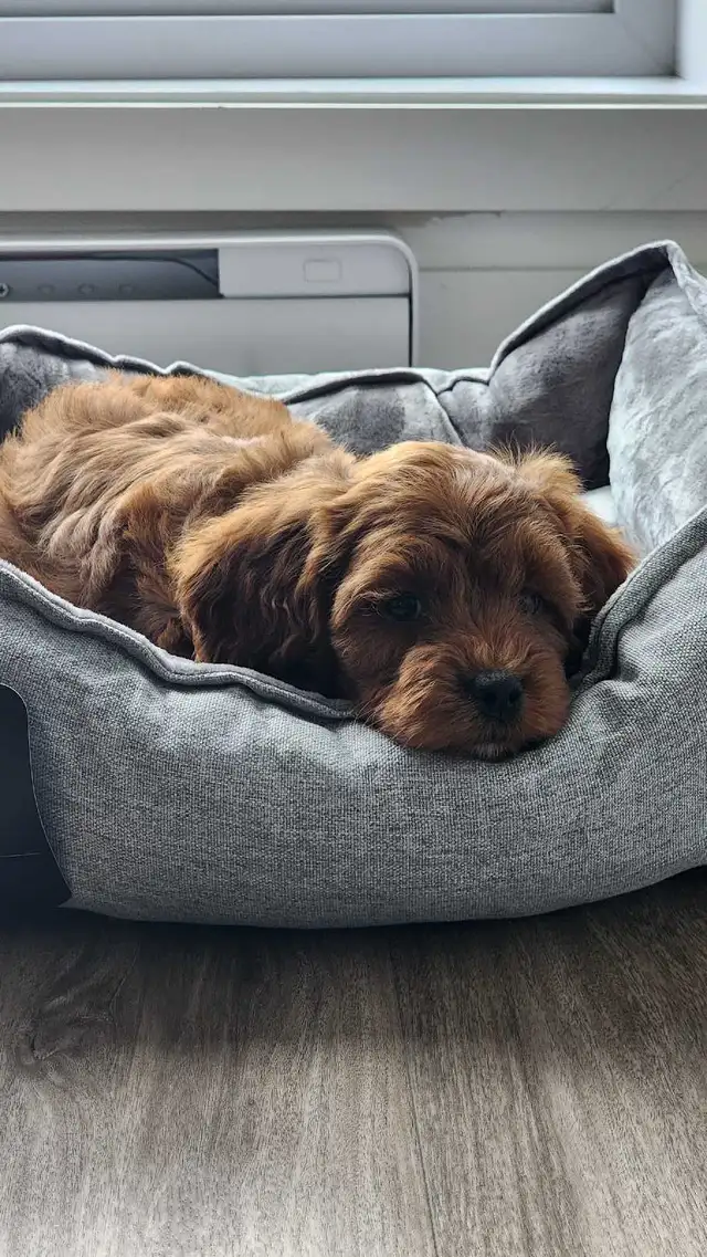 Gardiennage de chiens & chats avec expérience – Laval & Montréal