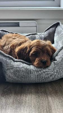 Gardiennage de chiens & chats avec expérience – Laval & Montréal