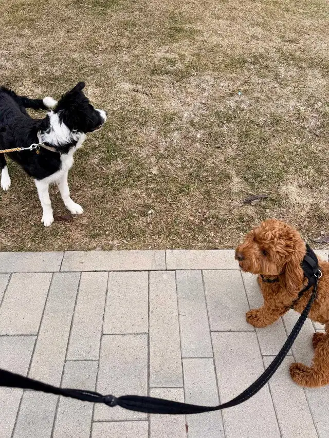 Gardiennage de chiens & chats avec expérience – Laval & Montréal - Photo 2