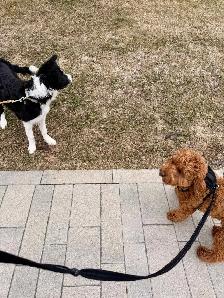 Gardiennage de chiens & chats avec expérience – Laval & Montréal - Photo 2