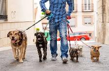 Gardiennage de chiens & chats avec expérience – Laval & Montréal - Photo 3