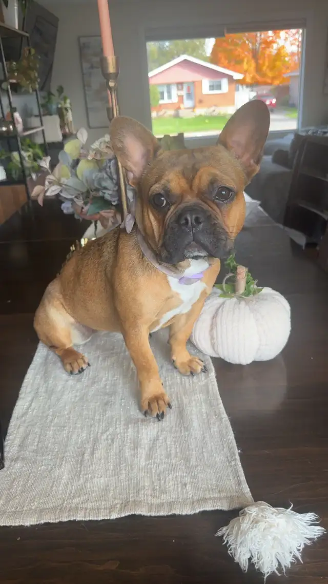 Female French bulldog puppy