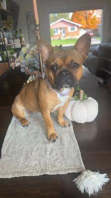 Female French bulldog puppy