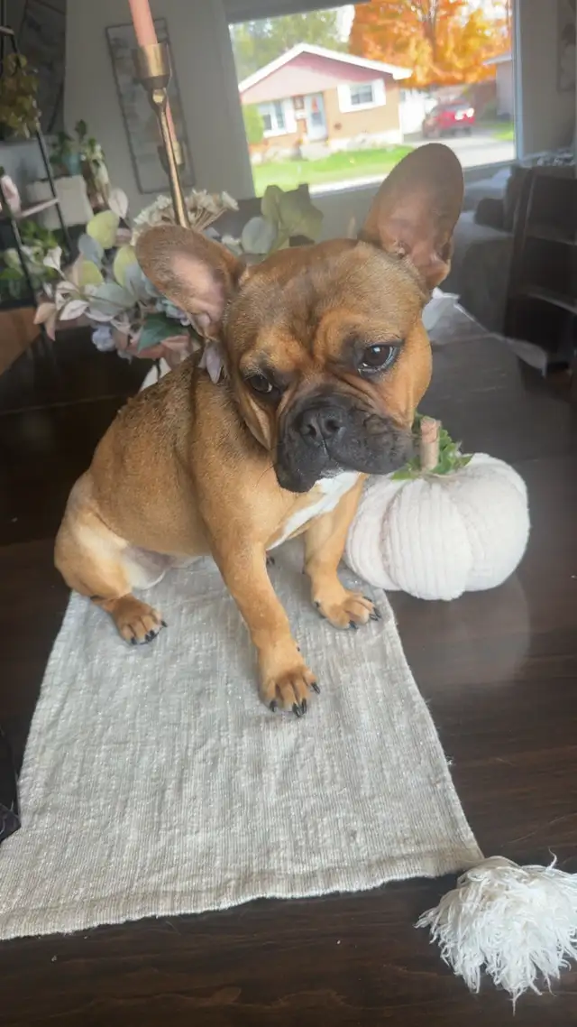 Female French bulldog puppy - Photo 2