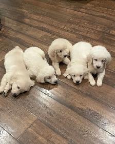 English style golden retriever puppies