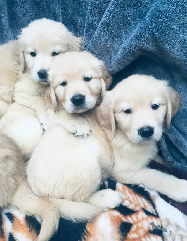 English style golden retriever puppies - Photo 2