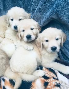 English style golden retriever puppies - Photo 2