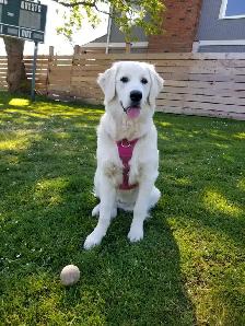 English style golden retriever puppies - Photo 3