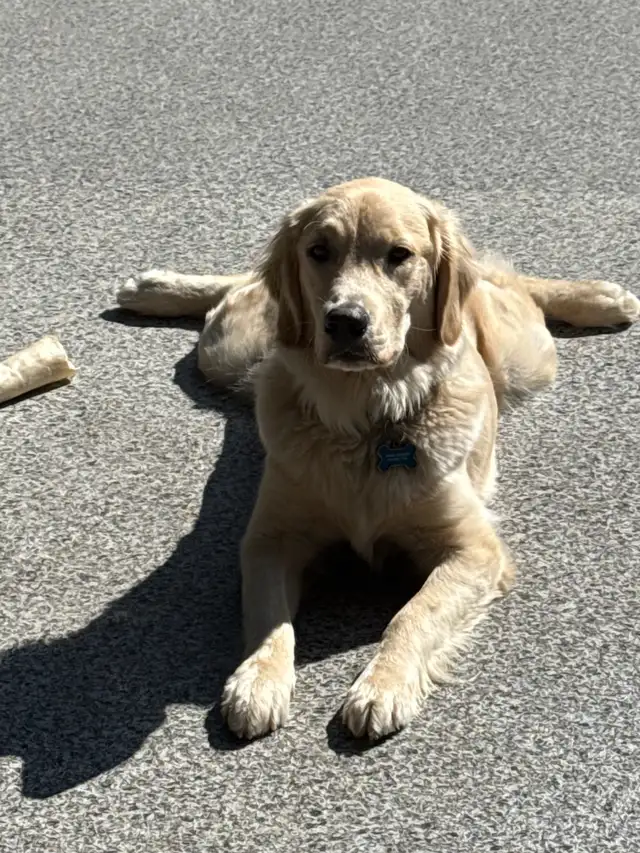 English style golden retriever puppies - Photo 4