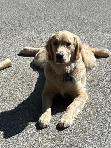 English style golden retriever puppies - Photo 4