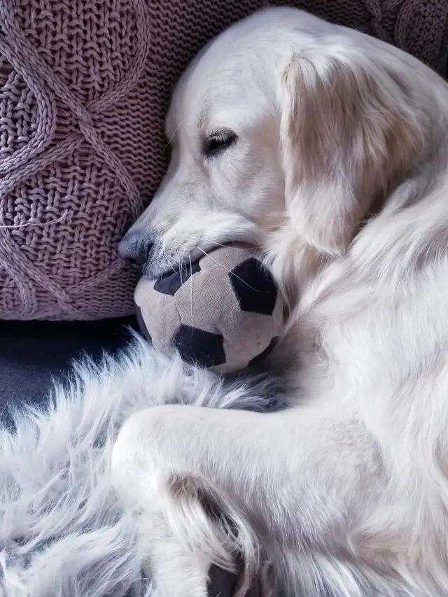 English style golden retriever puppies - Photo 5