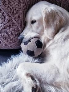 English style golden retriever puppies - Photo 5