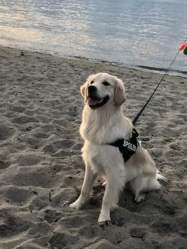 English style golden retriever puppies - Photo 6