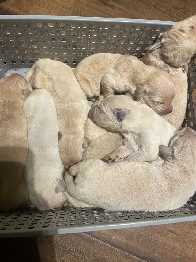 English style golden retriever puppies - Photo 7