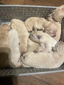 English style golden retriever puppies - Photo 7