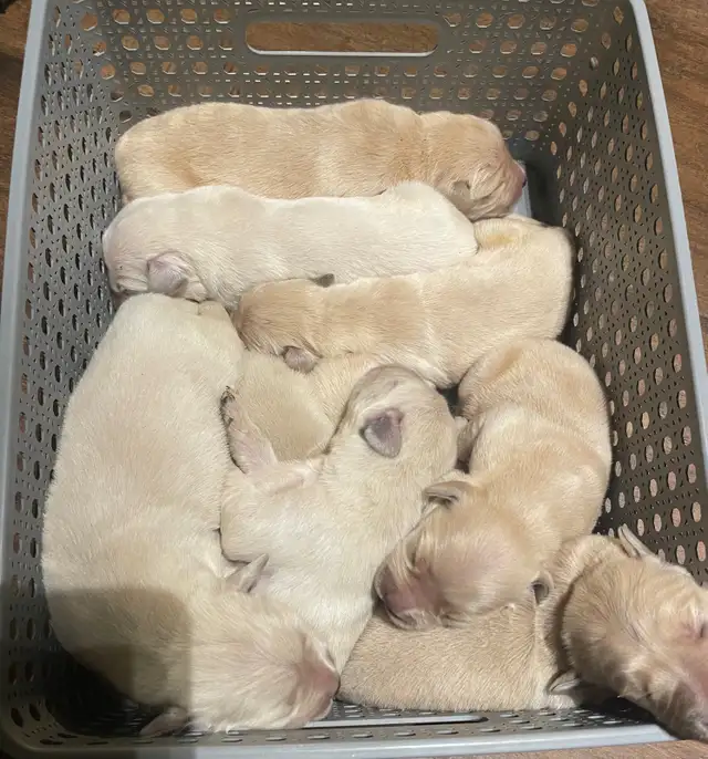 English style golden retriever puppies - Photo 8