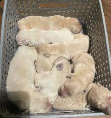 English style golden retriever puppies - Photo 8