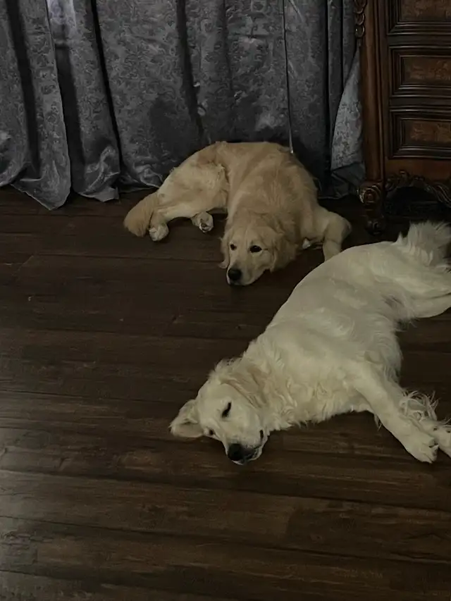 English style golden retriever puppies - Photo 9