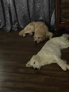 English style golden retriever puppies - Photo 9