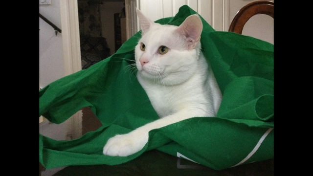 Chat tout blanc, doux et calme, castré, âgé de 4 ans à donner