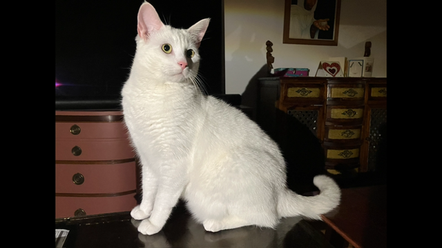 Chat tout blanc, doux et calme, castré, âgé de 4 ans à donner - Photo 2