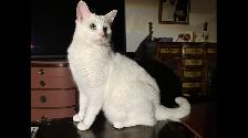 Chat tout blanc, doux et calme, castré, âgé de 4 ans à donner - Photo 2