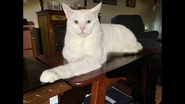 Chat tout blanc, doux et calme, castré, âgé de 4 ans à donner - Photo 3