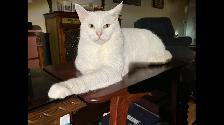 Chat tout blanc, doux et calme, castré, âgé de 4 ans à donner - Photo 3