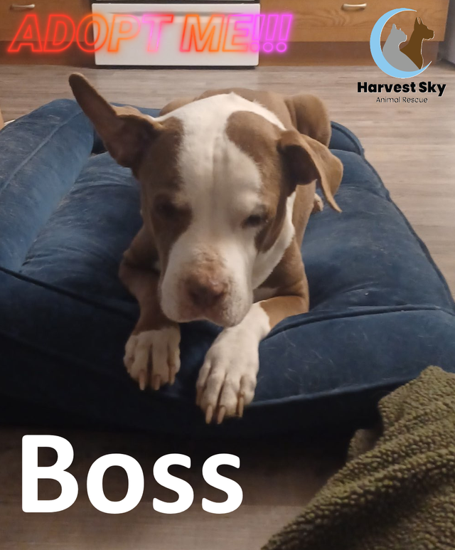 HARVEST SKY ANIMAL RESCUE - 1 ADOPTABLE DOG!!