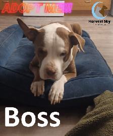 HARVEST SKY ANIMAL RESCUE - 1 ADOPTABLE DOG!!