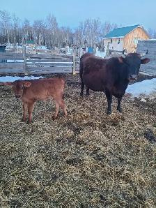 Cow/Calf Pair