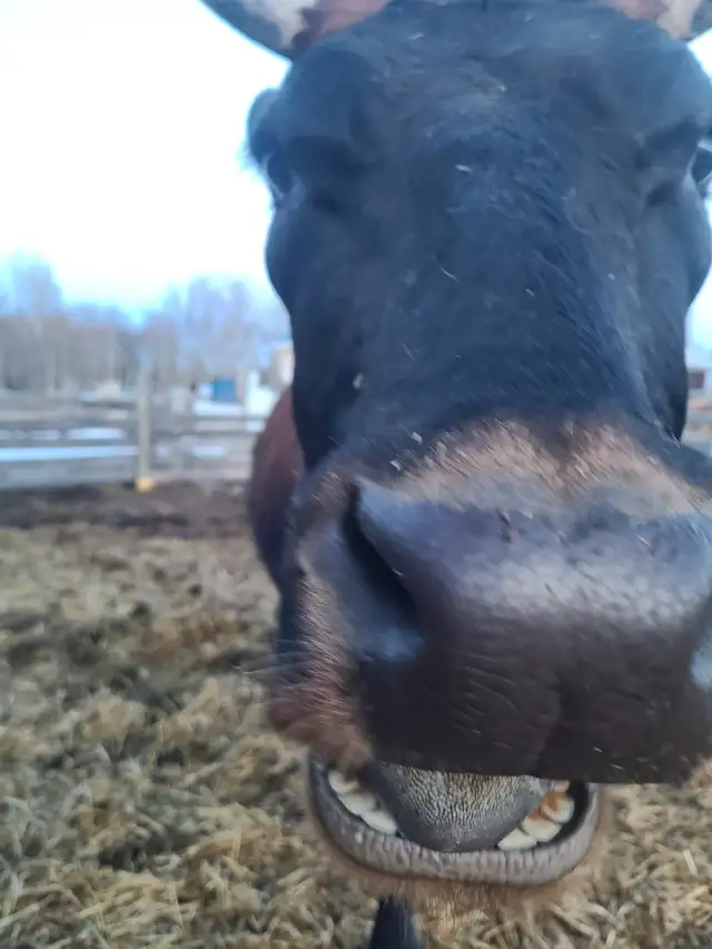 Cow/Calf Pair - Photo 2