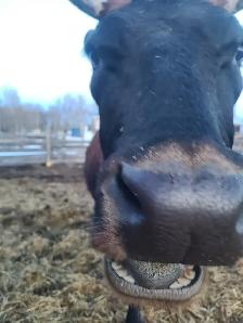 Cow/Calf Pair - Photo 2