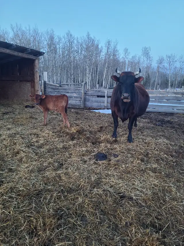 Cow/Calf Pair - Photo 3