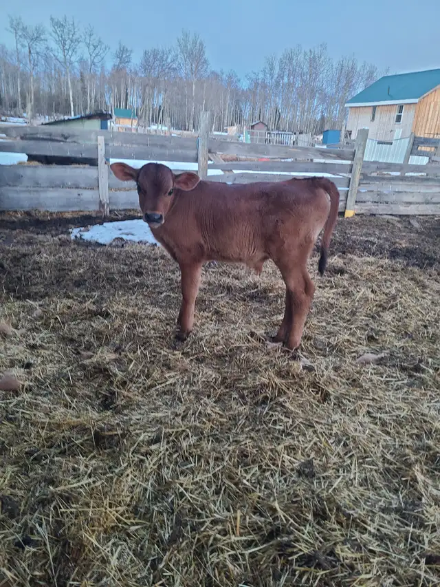 Cow/Calf Pair - Photo 4