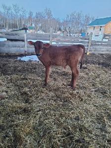 Cow/Calf Pair - Photo 4