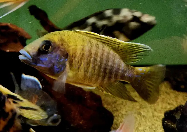 sunshine peacock males 3'-4'