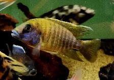 sunshine peacock males 3'-4'