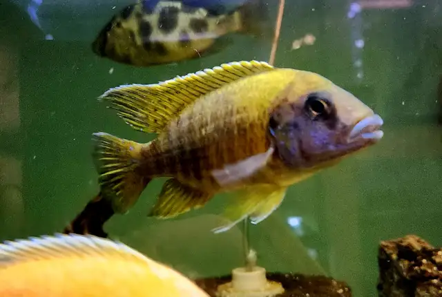 sunshine peacock males 3'-4' - Photo 2