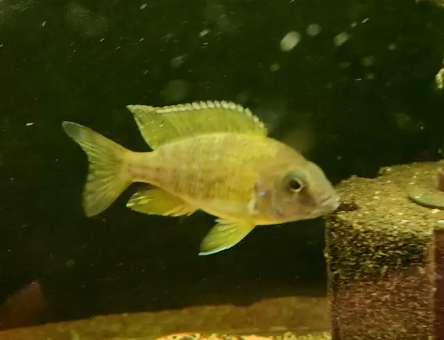 sunshine peacock males 3'-4' - Photo 3